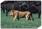 Lions and Buffalo